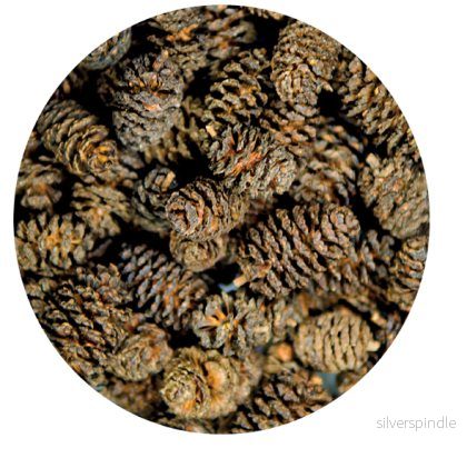Alder Cones Alkotte styckvis Alder Cones Alkotte styckvis