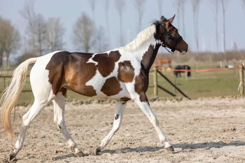 Excellent Horse Hi Gloss Glitter Spray Regnbåge 250 ml - Bild 2