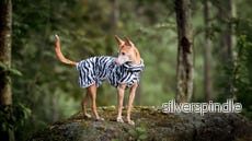 Rukka Pets Zebra cooling jacket - Bild 3