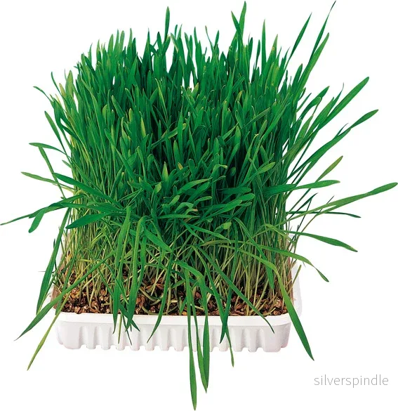 Gnagargräs 100 g Gnagargräs 100 g