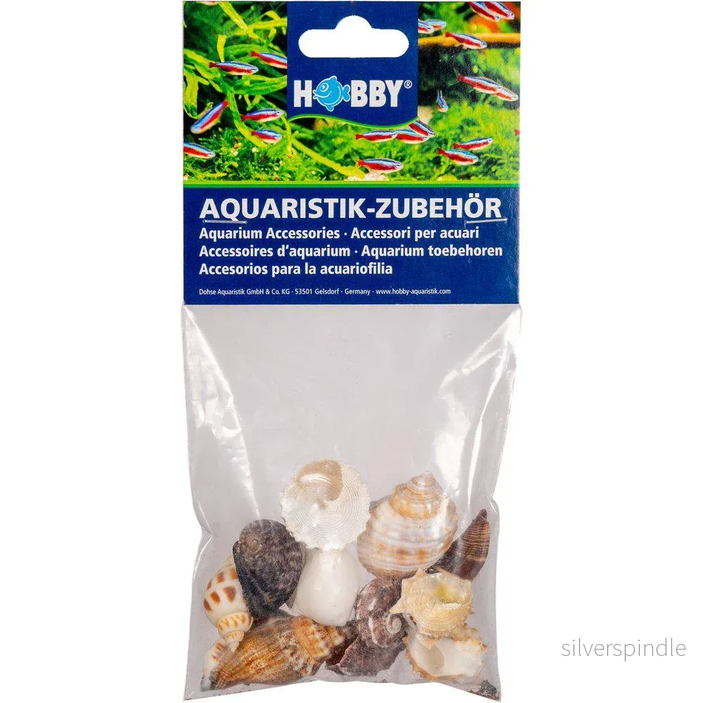 SEASHELL M 2 ,5-4CM 10st SEASHELL M 2 ,5-4CM 10st