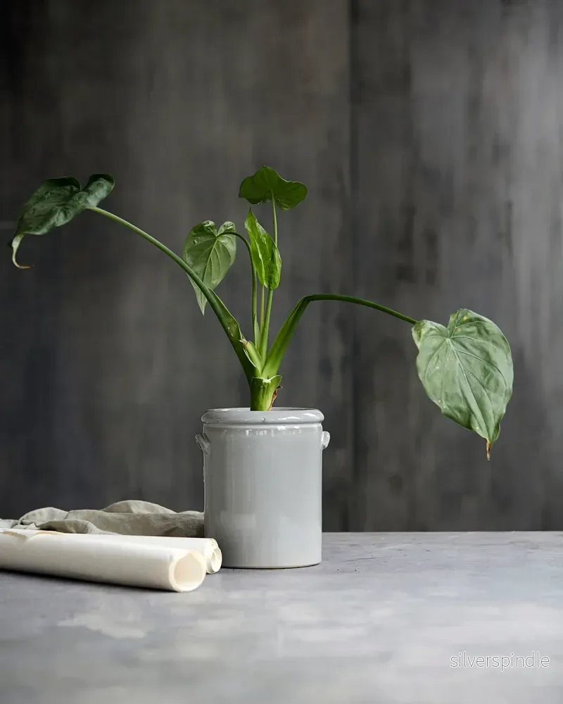 Kruka pottery grå M - Bild 3