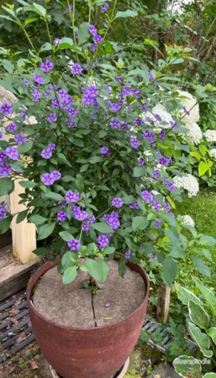BioProffa Pihavilla Katekiekko