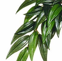 RUCUS L PLASTVÄXT EXOTERRA RUCUS L PLASTVÄXT EXOTERRA