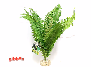 PLASTVÄXT FOUGERE VIVARIUM SYDECO PLASTVÄXT FOUGERE VIVARIUM SYDECO