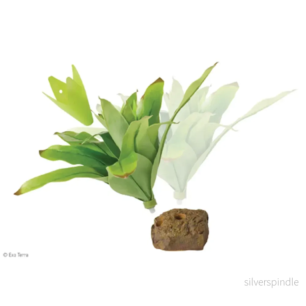 Bromelia M Exoterra - Bild 2