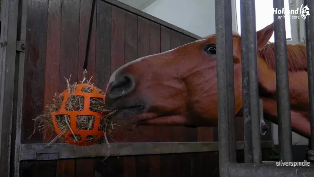 Hay Slow Feeder Fun & Flex Orange - Bild 3