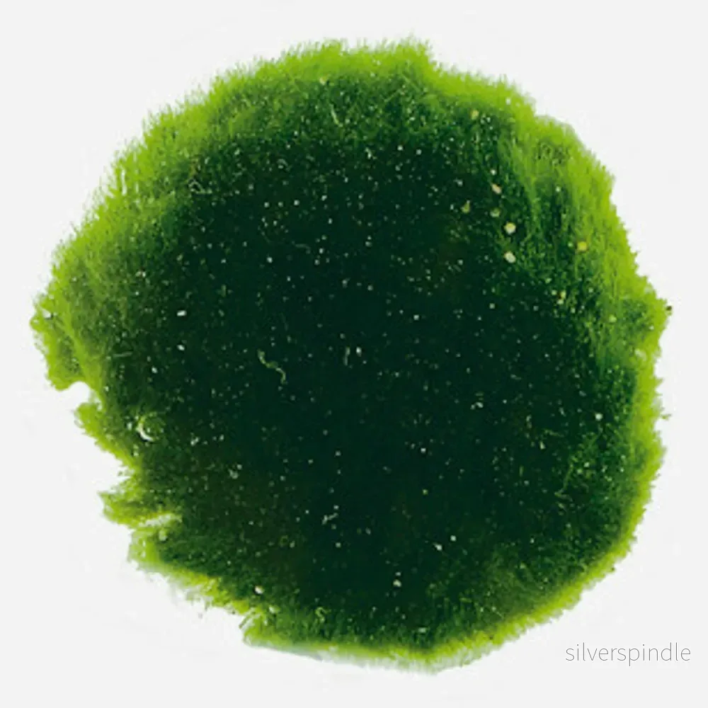 Mossboll akvarieväxt