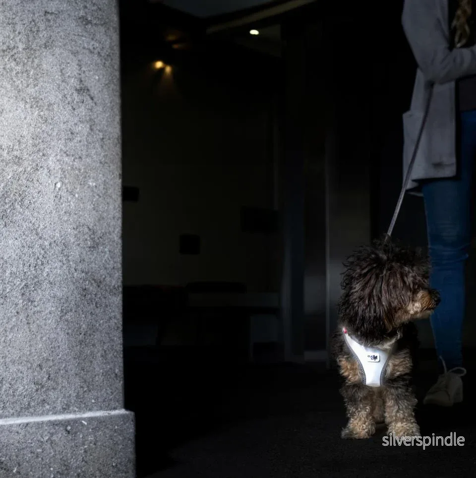 Curli Vest Clasp Glow Grå hundsele XL - Bild 2