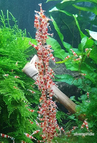 Shrimp lollies Nature 10 st - Bild 2