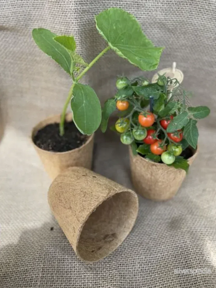 Kookoskuituruukku Maxi, 6 kpl, 12cm x 11cm, BioProffa - Bild 2