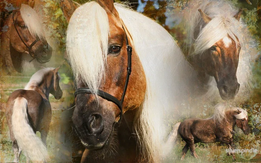 Excellent Horse Hi Gloss Spray 500 ml - Bild 3