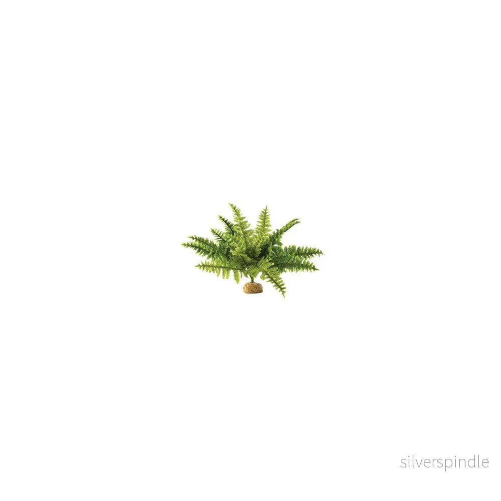 Ormbunke Stor Regnskogsväxt Exoterra
