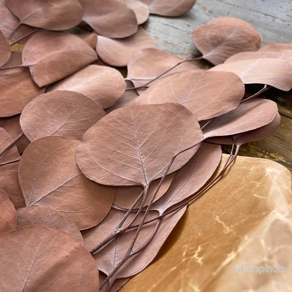 Eucalyptus apple leaves Kopparbrun 100gr - Konserverade - Bild 2
