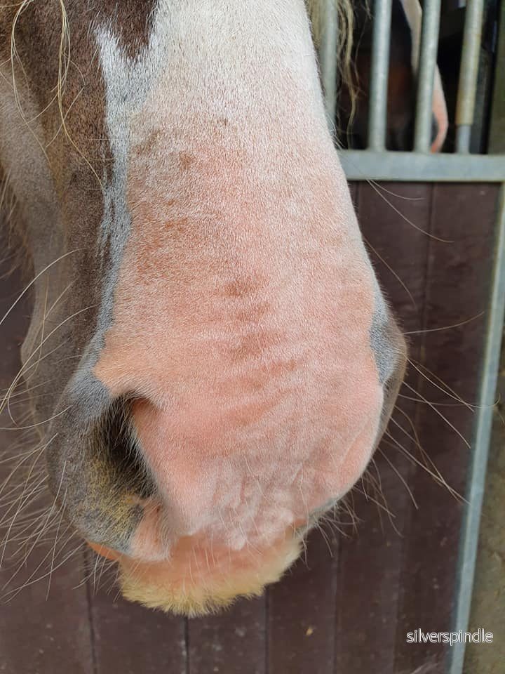 Excellent Horse Solkräm SPF 30 150 g - Bild 3