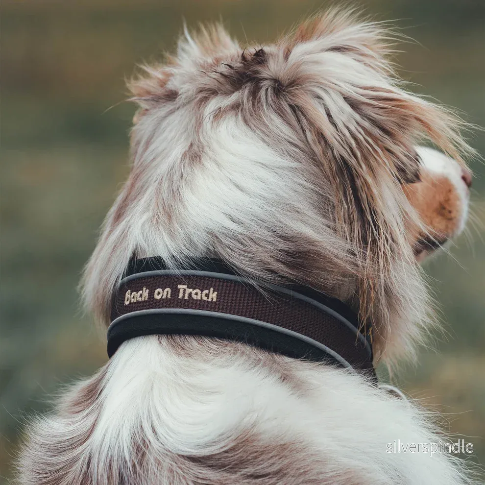 Back on track "Charlie" Hundhalsband Brun - Bild 2