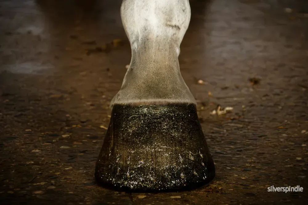 Excellent Horse Hi Gloss Glitter Hovlack Guld 150 ml - Bild 2