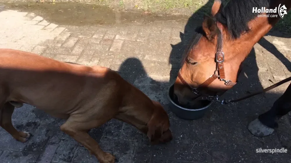 Excellent Horse Total Balance 1 l - Bild 2