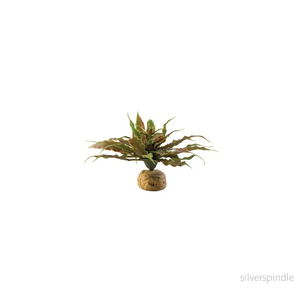 Bladväxt Ökenväxt Exoterra Bladväxt Ökenväxt Exoterra